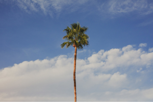 Blog - palm tree